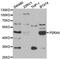 P2X purinoceptor 4 antibody, LS-C334869, Lifespan Biosciences, Western Blot image 