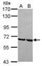 Grainyhead Like Transcription Factor 1 antibody, NBP2-16743, Novus Biologicals, Western Blot image 