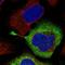Ribosomal Protein S28 antibody, HPA047132, Atlas Antibodies, Immunocytochemistry image 