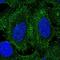 Spermatid Associated antibody, HPA039359, Atlas Antibodies, Immunocytochemistry image 