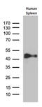 Cytohesin 4 antibody, M13279, Boster Biological Technology, Western Blot image 