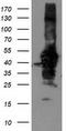 NGG1 Interacting Factor 3 Like 1 antibody, TA503680S, Origene, Western Blot image 