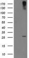 C-Type Lectin Domain Family 4 Member E antibody, CF505097, Origene, Western Blot image 