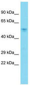Actin-like protein 7A antibody, TA335657, Origene, Western Blot image 