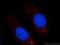 Sonic hedgehog protein antibody, 20697-1-AP, Proteintech Group, Immunofluorescence image 