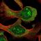 Spermatogenesis Associated Serine Rich 2 Like antibody, NBP2-31605, Novus Biologicals, Immunocytochemistry image 