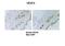 VEGF antibody, ARP60981_P050, Aviva Systems Biology, Immunohistochemistry frozen image 