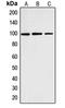 Cyclin And CBS Domain Divalent Metal Cation Transport Mediator 2 antibody, orb215203, Biorbyt, Western Blot image 