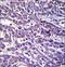 Elastin Microfibril Interfacer 3 antibody, LS-C167749, Lifespan Biosciences, Immunohistochemistry paraffin image 