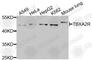 Thromboxane A2 Receptor antibody, A8458, ABclonal Technology, Western Blot image 