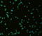 Solute Carrier Family 18 Member A3 antibody, TA322911, Origene, Immunofluorescence image 