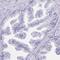 Leucine Rich Repeat Containing 36 antibody, HPA058479, Atlas Antibodies, Immunohistochemistry frozen image 