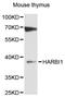 Harbinger Transposase Derived 1 antibody, LS-C747937, Lifespan Biosciences, Western Blot image 