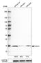 Cytochrome C Oxidase Subunit 4I1 antibody, AMAb91173, Atlas Antibodies, Western Blot image 