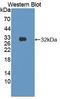 Semaphorin 7A (John Milton Hagen Blood Group) antibody, LS-C372731, Lifespan Biosciences, Western Blot image 