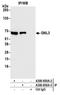NS antibody, A300-600A, Bethyl Labs, Immunoprecipitation image 