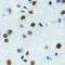 Zinc Finger Protein 785 antibody, orb318950, Biorbyt, Immunohistochemistry paraffin image 