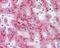 Serum amyloid A protein antibody, 49-762, ProSci, Immunohistochemistry frozen image 