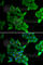 Gap Junction Protein Alpha 5 antibody, A7231, ABclonal Technology, Immunofluorescence image 