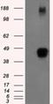 ZFP36 Ring Finger Protein antibody, NBP2-02105, Novus Biologicals, Western Blot image 