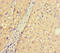 Ankyrin Repeat And SOCS Box Containing 10 antibody, LS-C397573, Lifespan Biosciences, Immunohistochemistry paraffin image 