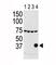Aurora Kinase C antibody, F50012-0.4ML, NSJ Bioreagents, Western Blot image 