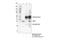 HASH1 antibody, 43666S, Cell Signaling Technology, Immunoprecipitation image 
