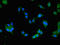 Bile Acid-CoA:Amino Acid N-Acyltransferase antibody, orb46319, Biorbyt, Immunofluorescence image 