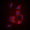 Par1 antibody, LS-C352181, Lifespan Biosciences, Immunofluorescence image 