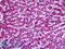 CD294 antibody, LS-B4755, Lifespan Biosciences, Immunohistochemistry paraffin image 