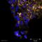 Podocalyxin Like antibody, ab16289, Abcam, Immunofluorescence image 