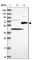 Suppression Of Tumorigenicity 7 antibody, HPA038325, Atlas Antibodies, Western Blot image 