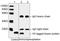 V5 epitope tag antibody, LS-C203627, Lifespan Biosciences, Western Blot image 