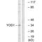 YOD1 Deubiquitinase antibody, A09885, Boster Biological Technology, Western Blot image 