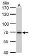 UV Stimulated Scaffold Protein A antibody, MA5-27844, Invitrogen Antibodies, Western Blot image 
