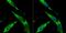 Basic Helix-Loop-Helix Family Member B9 antibody, NBP2-80434, Novus Biologicals, Immunocytochemistry image 