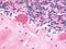 Frizzled Class Receptor 9 antibody, SP4154P, Origene, Immunohistochemistry frozen image 