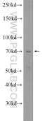EBF Transcription Factor 1 antibody, 14159-1-AP, Proteintech Group, Western Blot image 