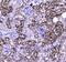 Carboxylesterase 1 antibody, PA5-79032, Invitrogen Antibodies, Immunohistochemistry paraffin image 