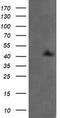Mitogen-Activated Protein Kinase Kinase 1 antibody, TA505702S, Origene, Western Blot image 