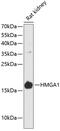 Hmgi antibody, 14-583, ProSci, Western Blot image 