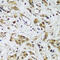 Protein dpy-30 homolog antibody, 18-103, ProSci, Immunohistochemistry paraffin image 