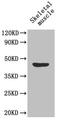 Milk Fat Globule-EGF Factor 8 Protein antibody, LS-C211797, Lifespan Biosciences, Western Blot image 