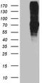 Far upstream element-binding protein 3 antibody, TA812223S, Origene, Western Blot image 