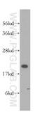 Vacuolar Protein Sorting 25 Homolog antibody, 15669-1-AP, Proteintech Group, Western Blot image 