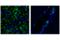 CD11b antibody, 46512S, Cell Signaling Technology, Immunofluorescence image 