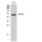 Peroxisome Proliferator Activated Receptor Alpha antibody, LS-C385617, Lifespan Biosciences, Western Blot image 
