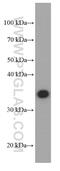 Annexin A1 antibody, 66344-1-Ig, Proteintech Group, Western Blot image 
