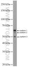 Major facilitator superfamily domain-containing protein 2A antibody, 25498-1-AP, Proteintech Group, Western Blot image 