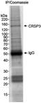 Mediator Complex Subunit 23 antibody, A300-424A, Bethyl Labs, Immunoprecipitation image 